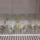 Honey-bees in cups in a laboratory.